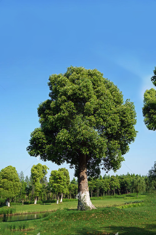 景观树种类名称和图片(常见的景观树品种大全)