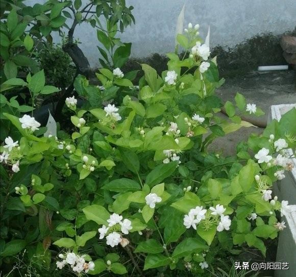 茉莉花几月份开花（茉莉迎来花期花香飘3里）