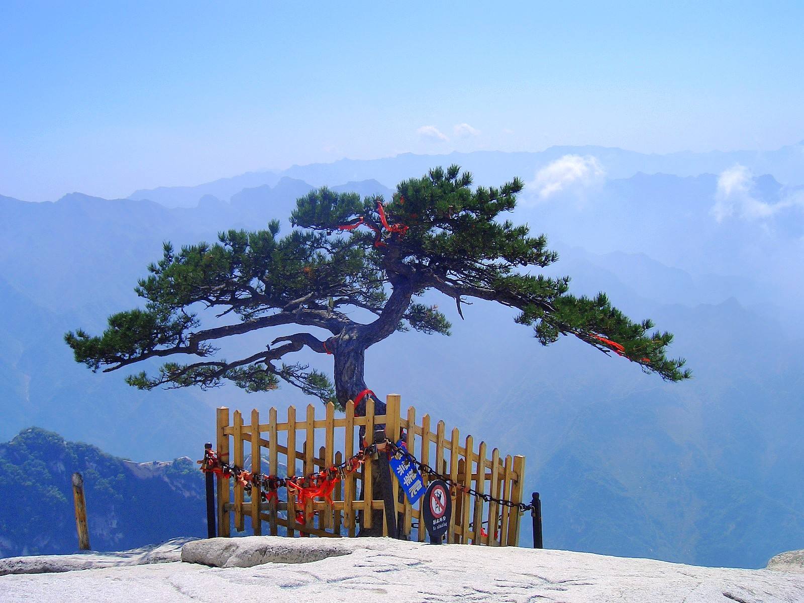 鹧鸪天-咏华山松