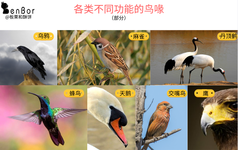 了解一下鹦鹉行为特点