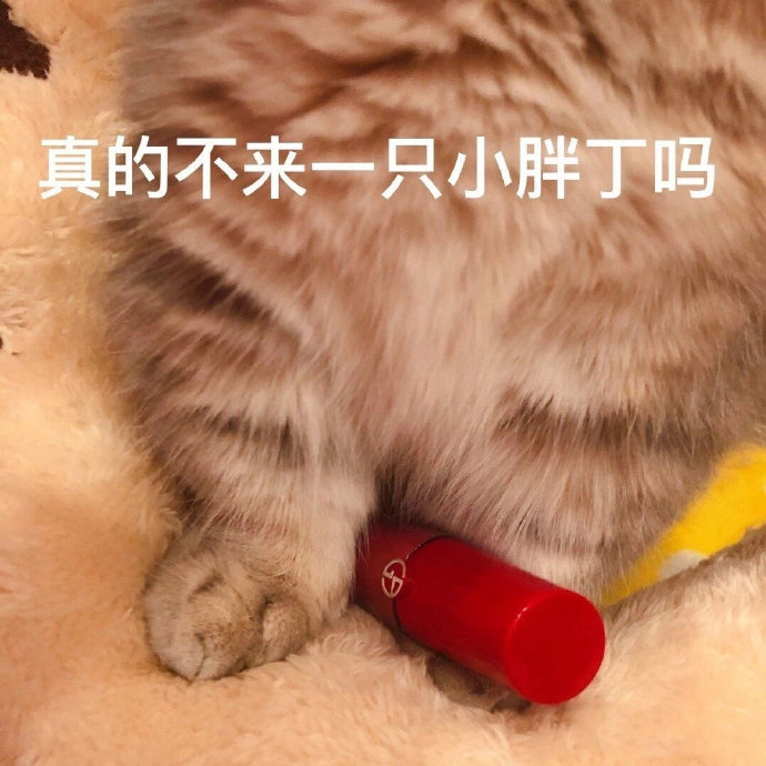 套路老公买口红的猫咪表情包合集