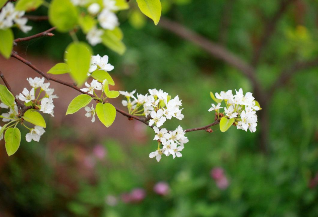 梨花绽放为春来，10首梨花的诗词，在这个美好的季节送给你