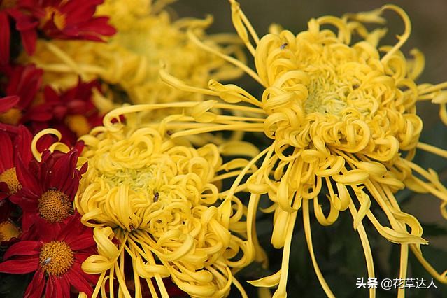 菊花什么季节开（不同颜色的菊花的含意是什么）