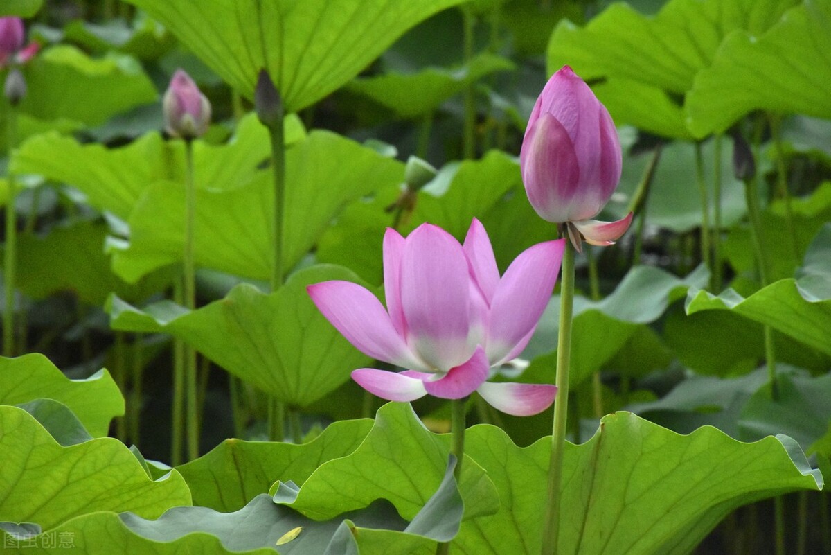 温暖至极的治愈系句子，简短文艺，让人阳光乐观