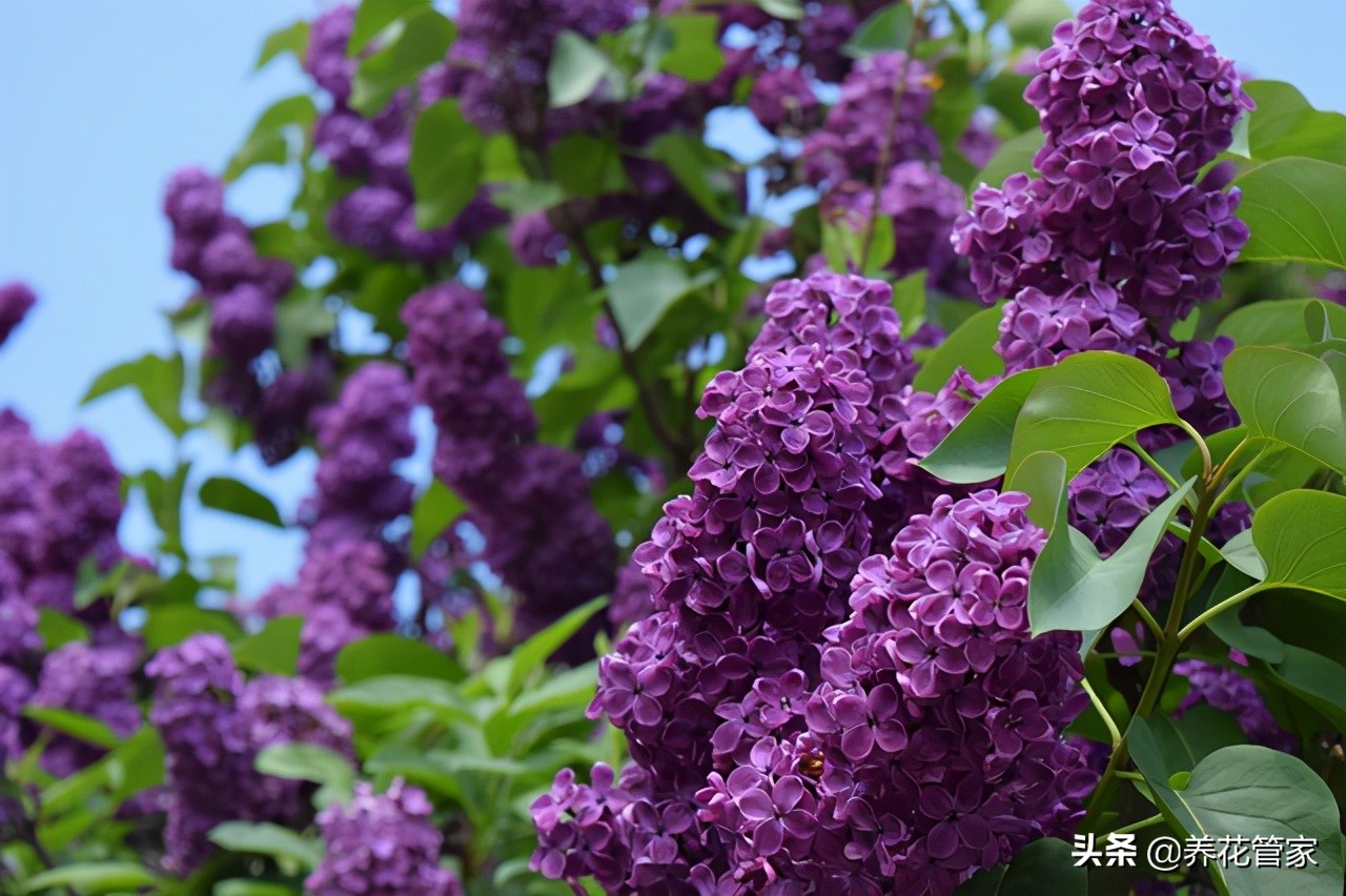 这5种花,纯正的紫罗兰色,天然又纯粹,太美了