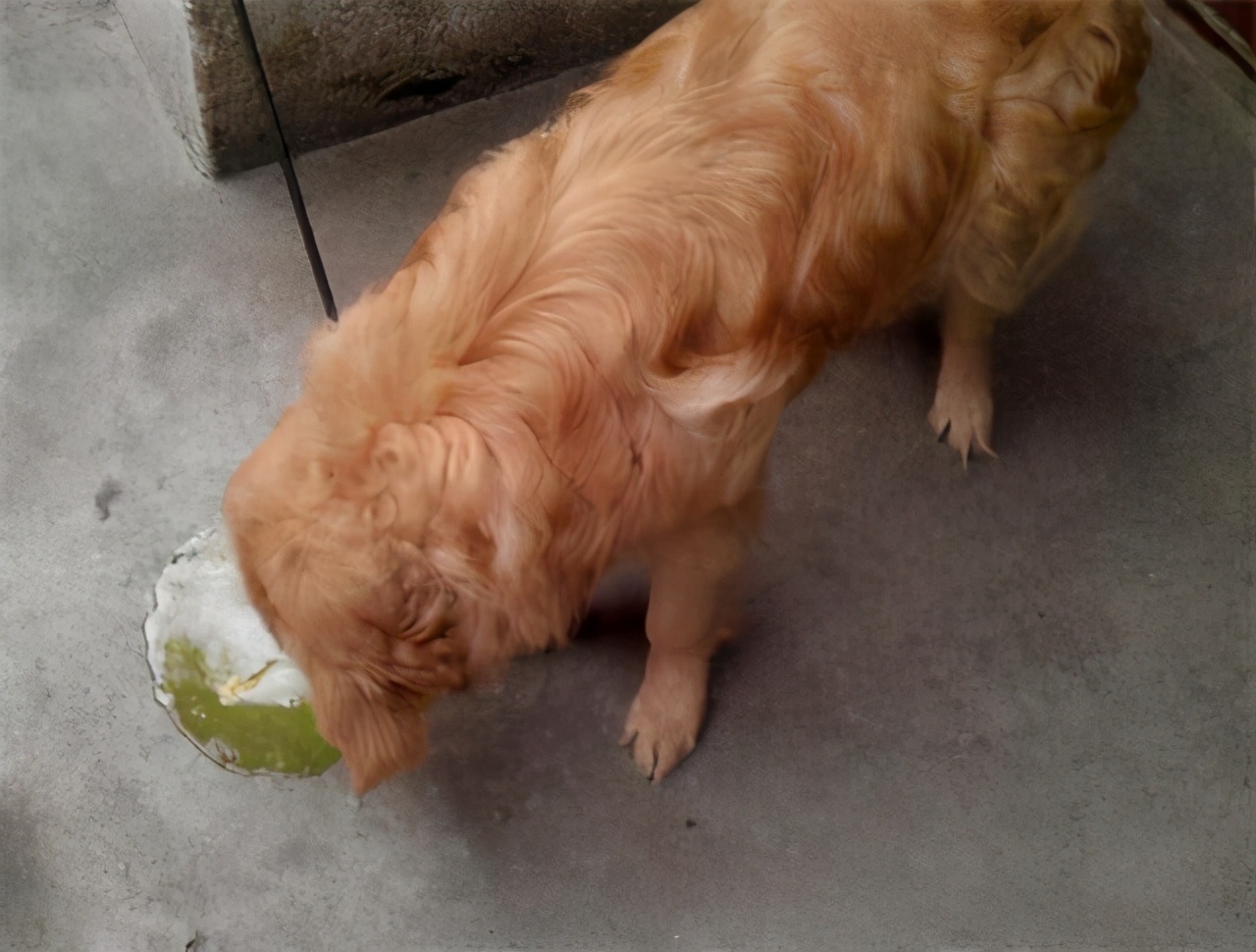 拉肚子想吐是怎么回事(金毛拉稀呕吐什么原因) - seo葵花宝典