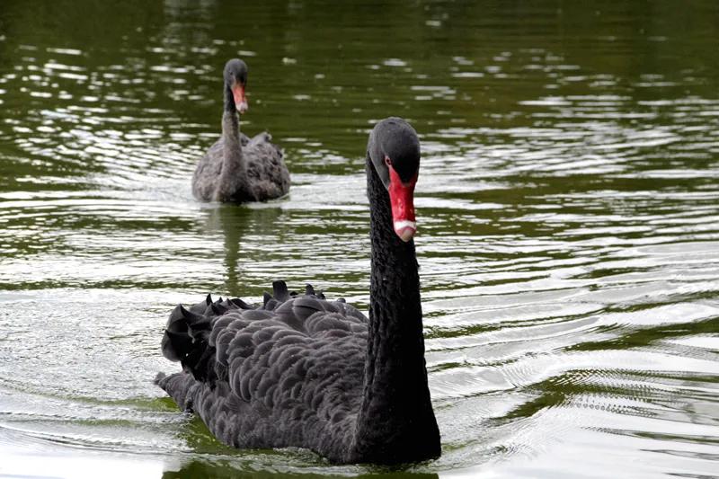 痛心！大理大学12只网红黑天鹅被烈犬咬死！包括6只丑小鸭！狗主人赔4万元
