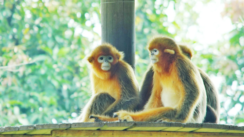 三天三夜欢乐长隆之旅（附攻略）