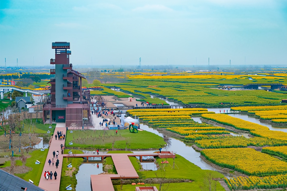 江苏两日游,兴化不仅有千垛油菜花,还有云雾缭绕的李中水上森林