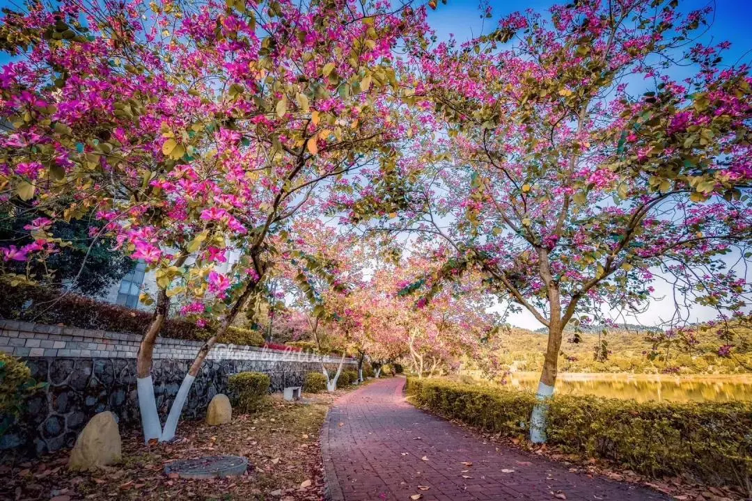 三个人拼团补填广州华立科技职业学院免住宿费，还可以连读本科