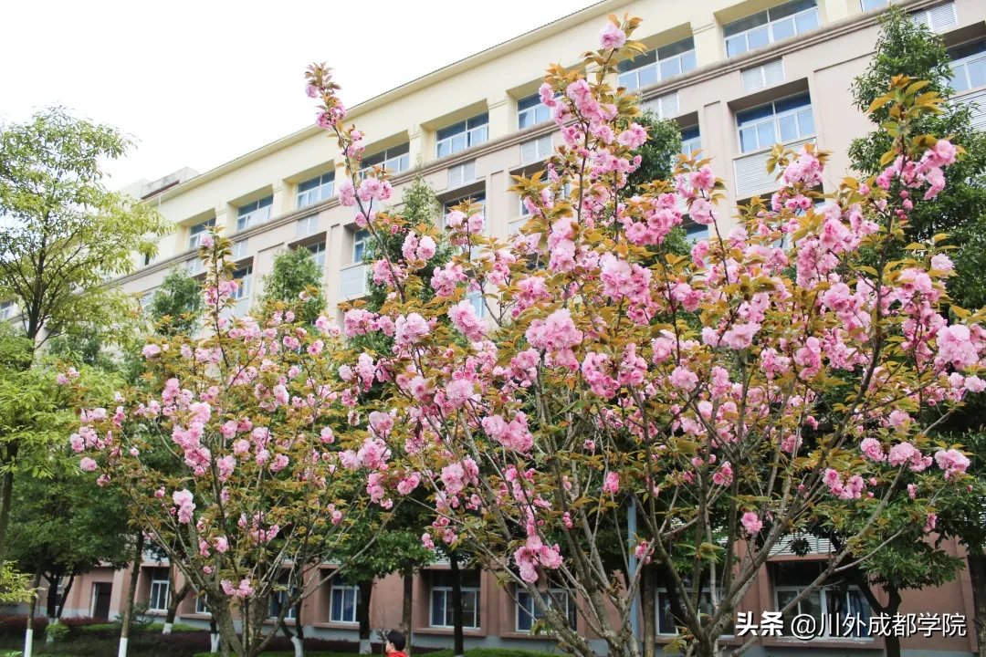 等到重返四川外国语大学成都学院的那天，我想……