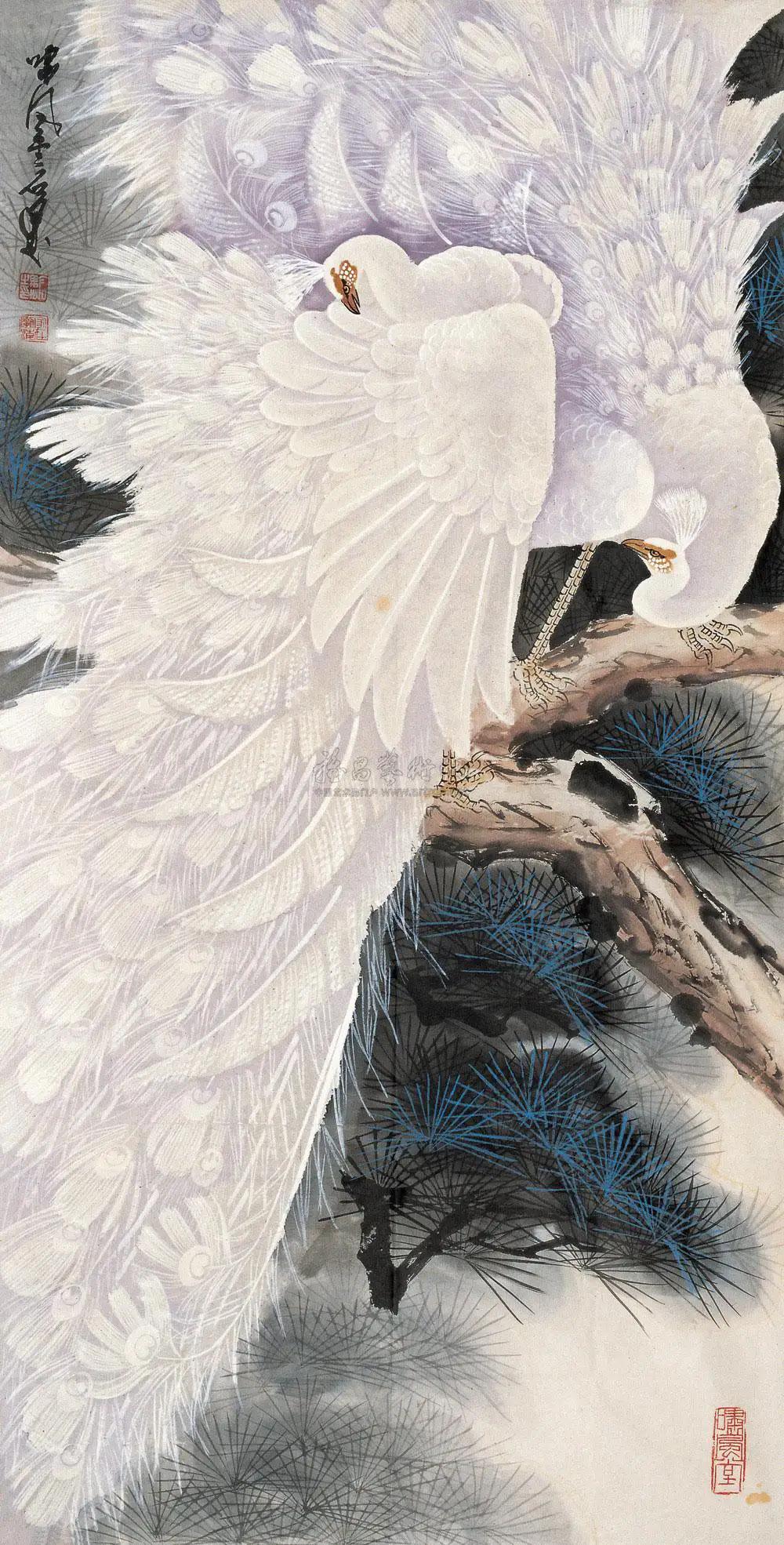 孔雀东南飞！高贵、冷艳的白孔雀