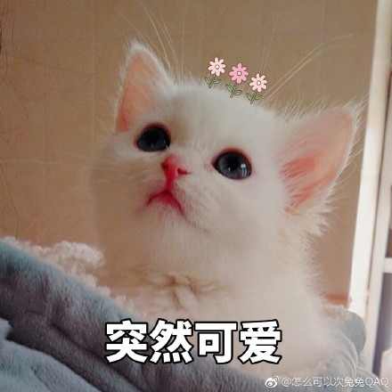 猫咪表情包：你开心就好