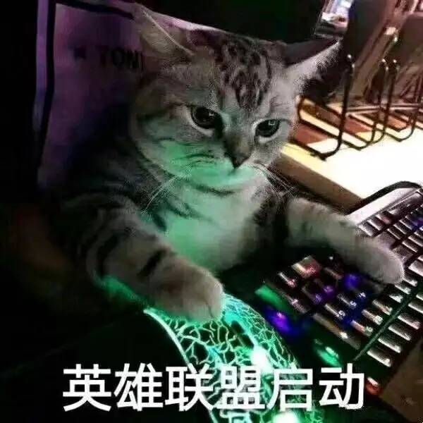 猫咪表情包｜哦，关我屁事