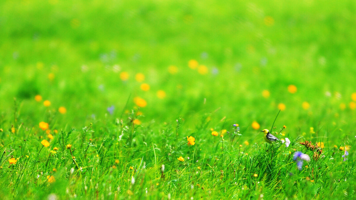 诗词中的那一抹新绿,清新明亮,唯美了时光温柔了岁月