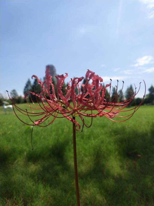 10种最神秘的花，花市里，总能听到它的传说