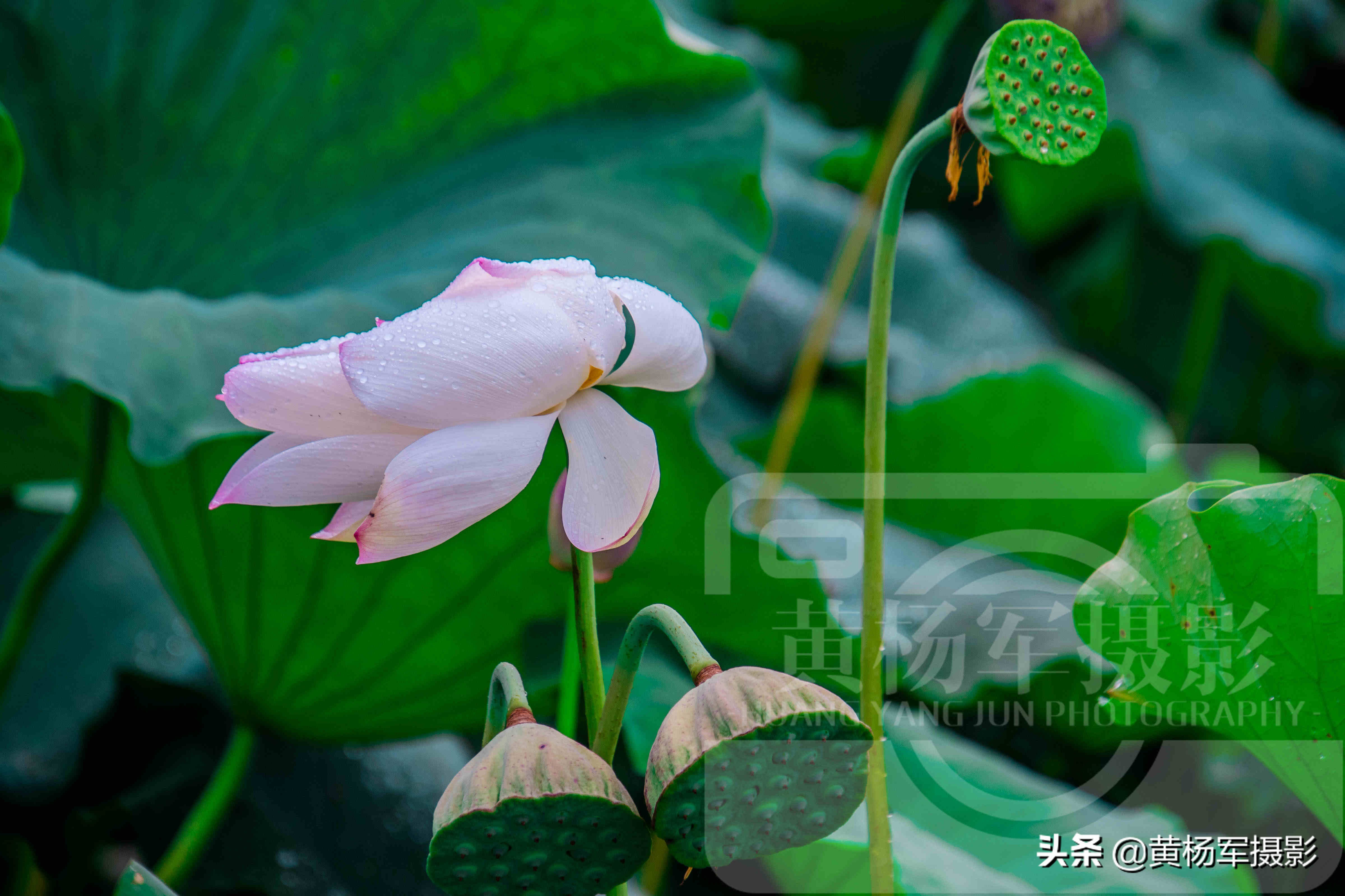 遇见雨中妩媚绽放的荷花，芬芳靓丽，娇艳多姿的花朵湿润百态的美