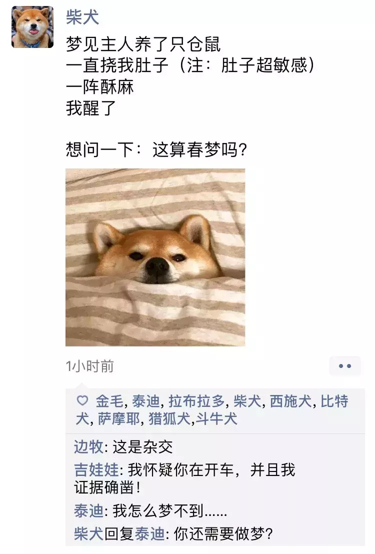 如果狗狗会发朋友圈，是什么样子？