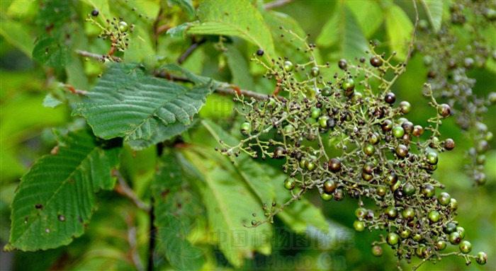 正宗降龙木图片降龙木