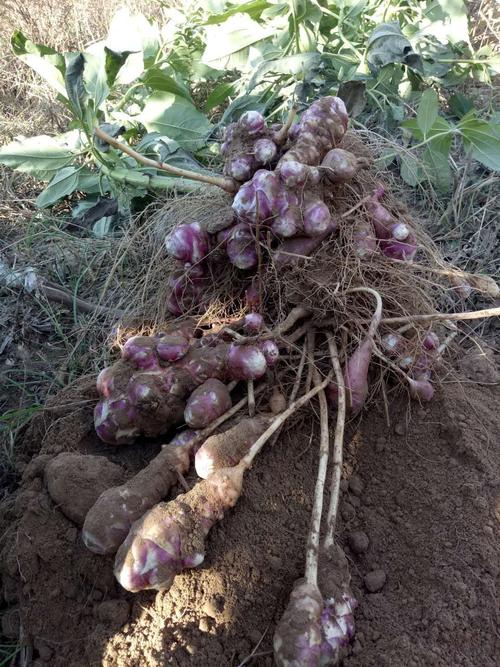 因它是原产北美的一种外来植物,我国南北各地引种栽培,故名洋姜