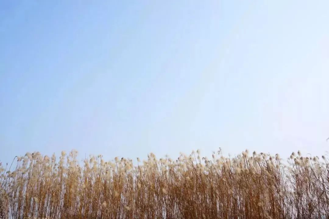 武汉大学的樱花开了！还有这些景点统统免费…