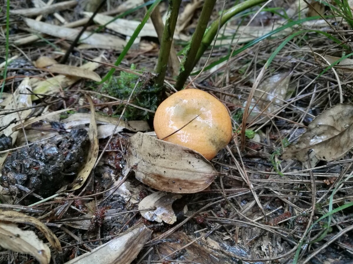 人们采摘回来之后,都是立即食用,野生蘑菇吗,吃的就是一个新鲜