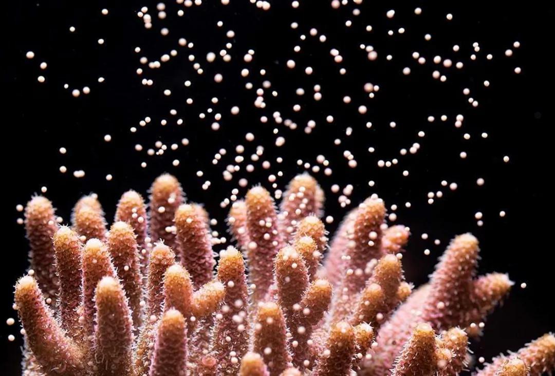 珊瑚是生物吗？珊瑚到底是动物还是植物-第25张图片