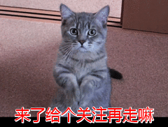 拉布拉多狗粮排名前十名品牌