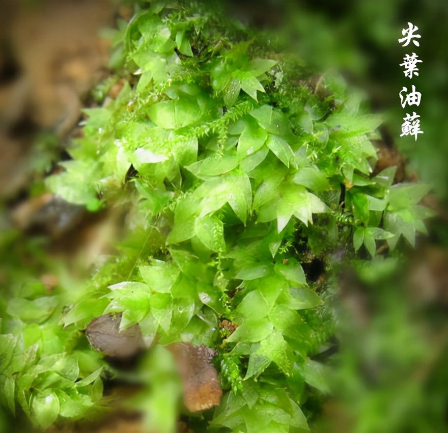 苔藓植物图片（小编带你盘点四十种苔藓植物）