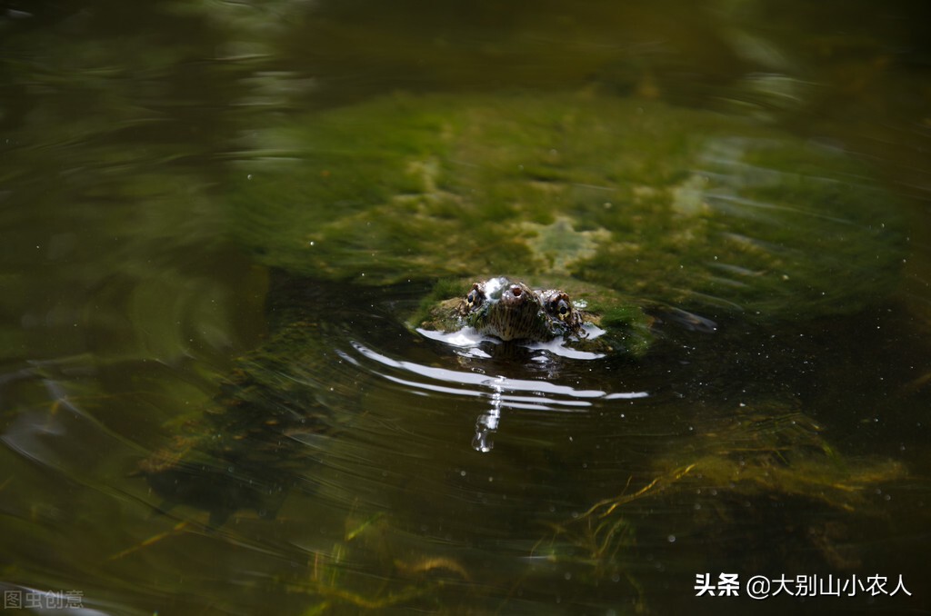 甲鱼枪在长江边耍横，巴掌大的小甲鱼钓了一桶，祖传手艺也要罚