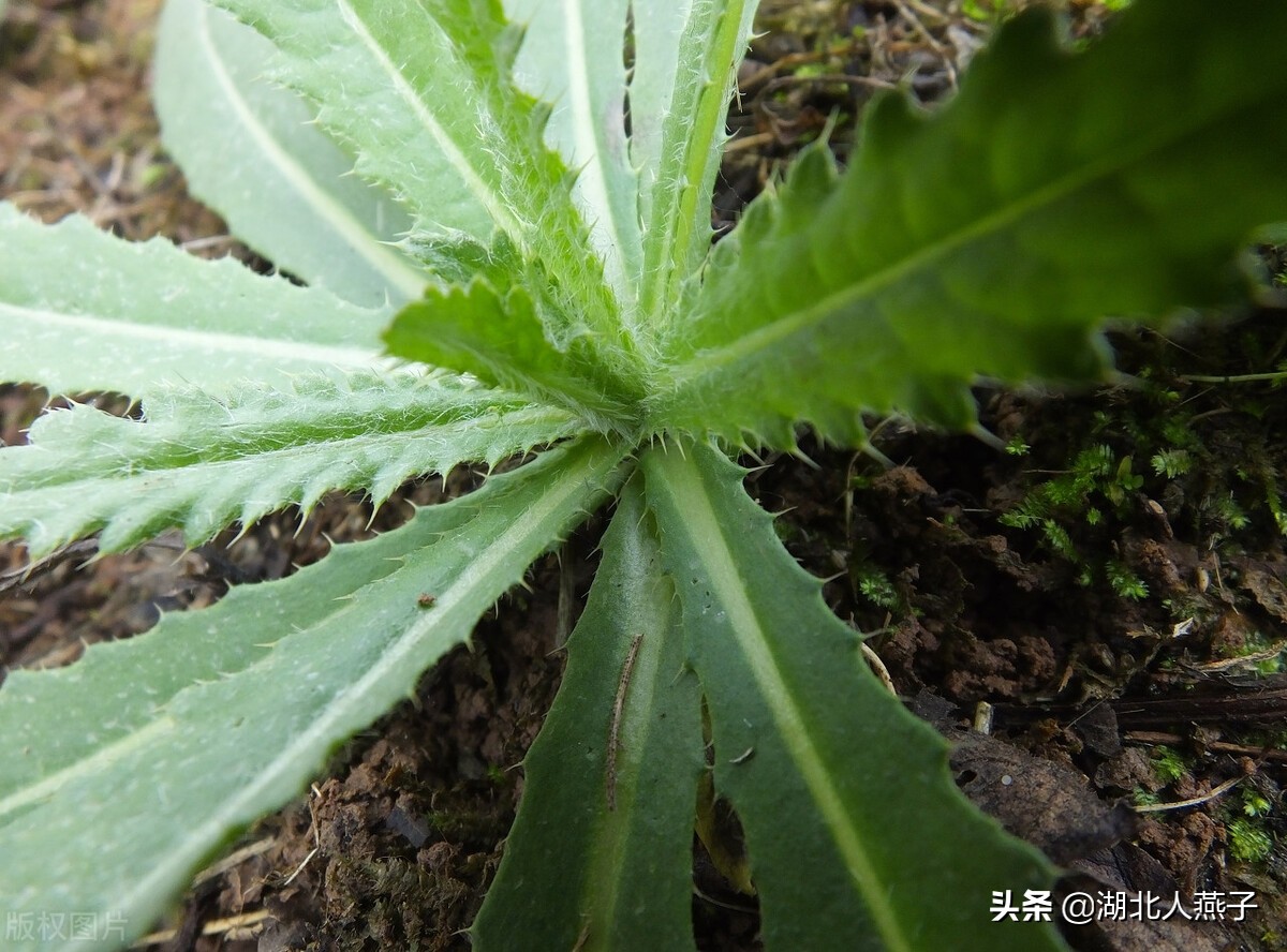 农村能吃的野菜100种大全(教你认识100种野菜和吃法)