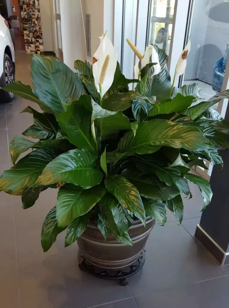 3种花是甲醛克星,保护一家老小,养1盆身体更健康