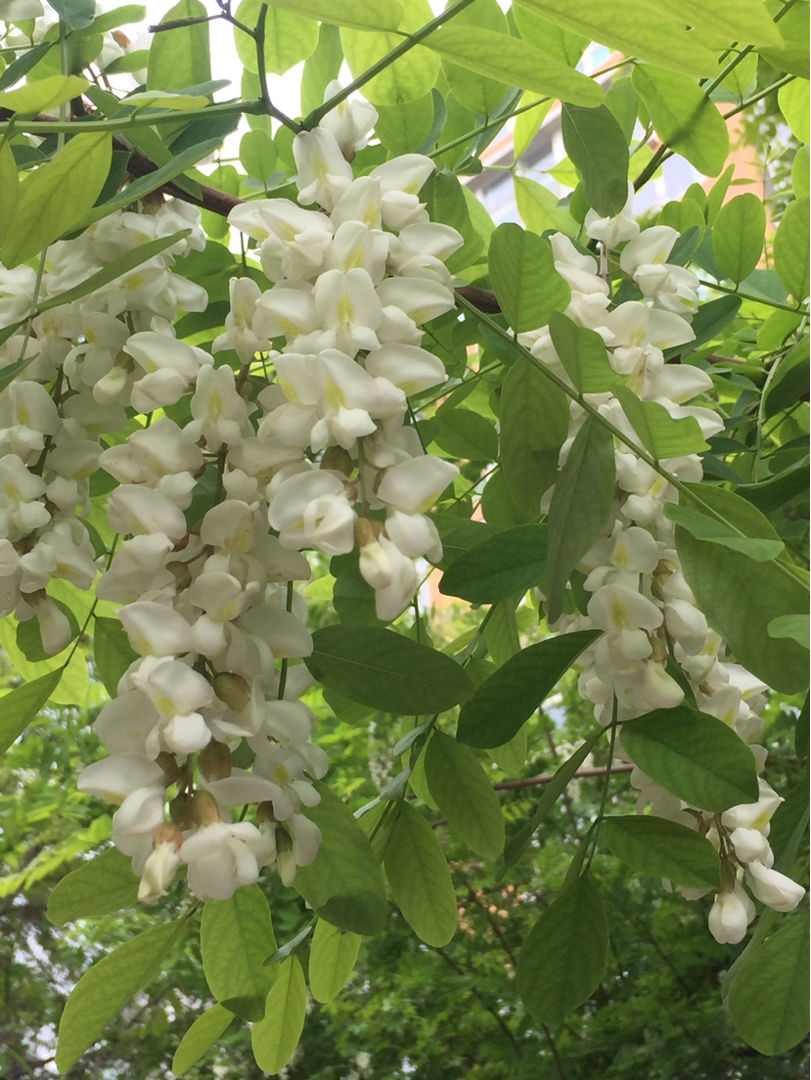 土槐树图片大全(土槐树叶子图片和名称)