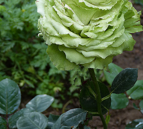 绿色康乃馨(5种绿色花卉,不一样的好看,绿得仙气飘飘)