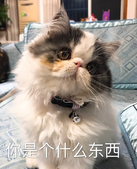 猫咪表情包合集｜我没事，我很快乐