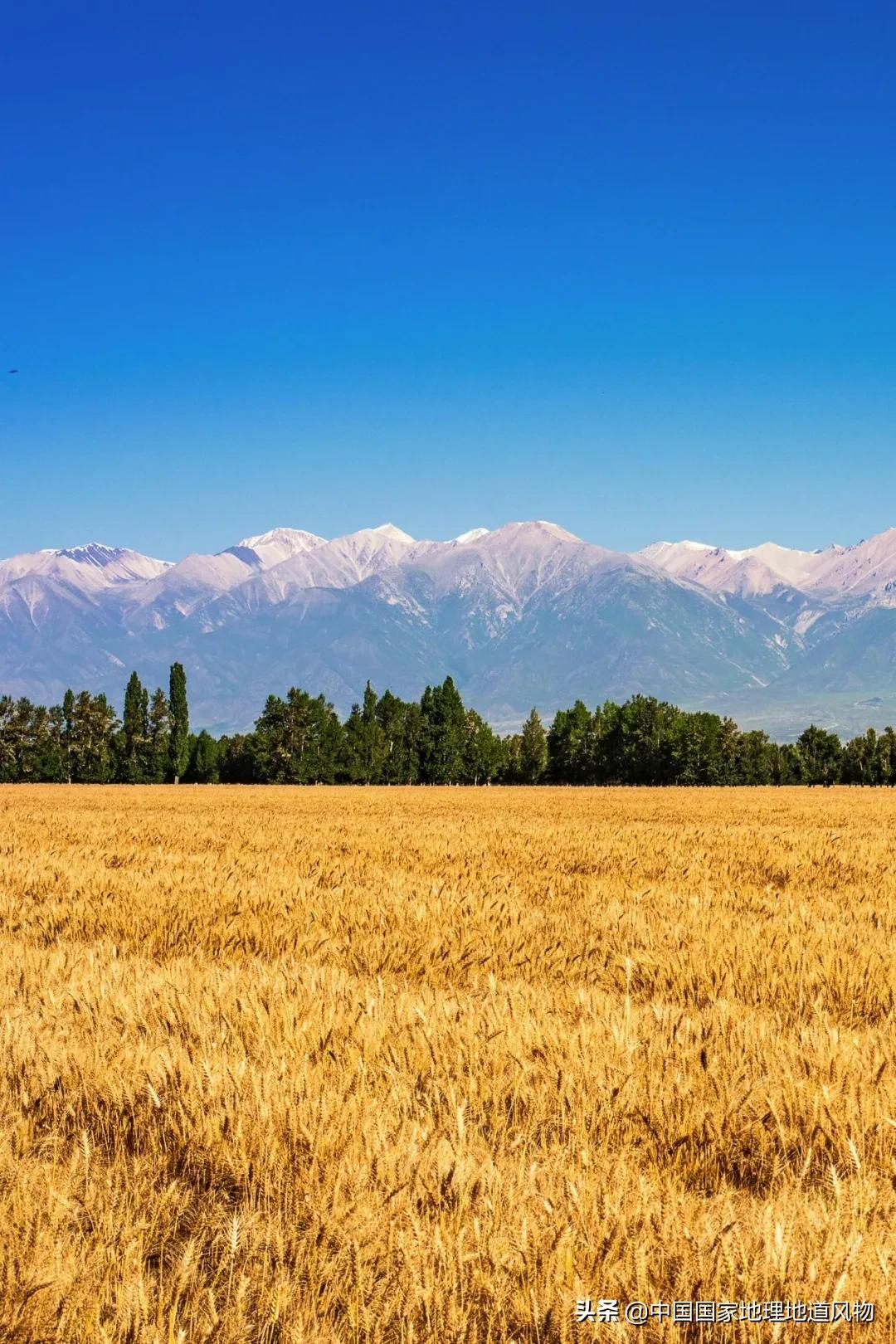 想不到！一粒小麦竟这样改变了中国