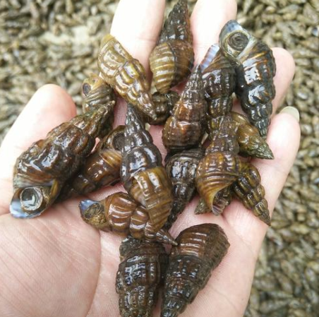 4种螺蛳可放心吃,你吃过几种呢? - 114知识网