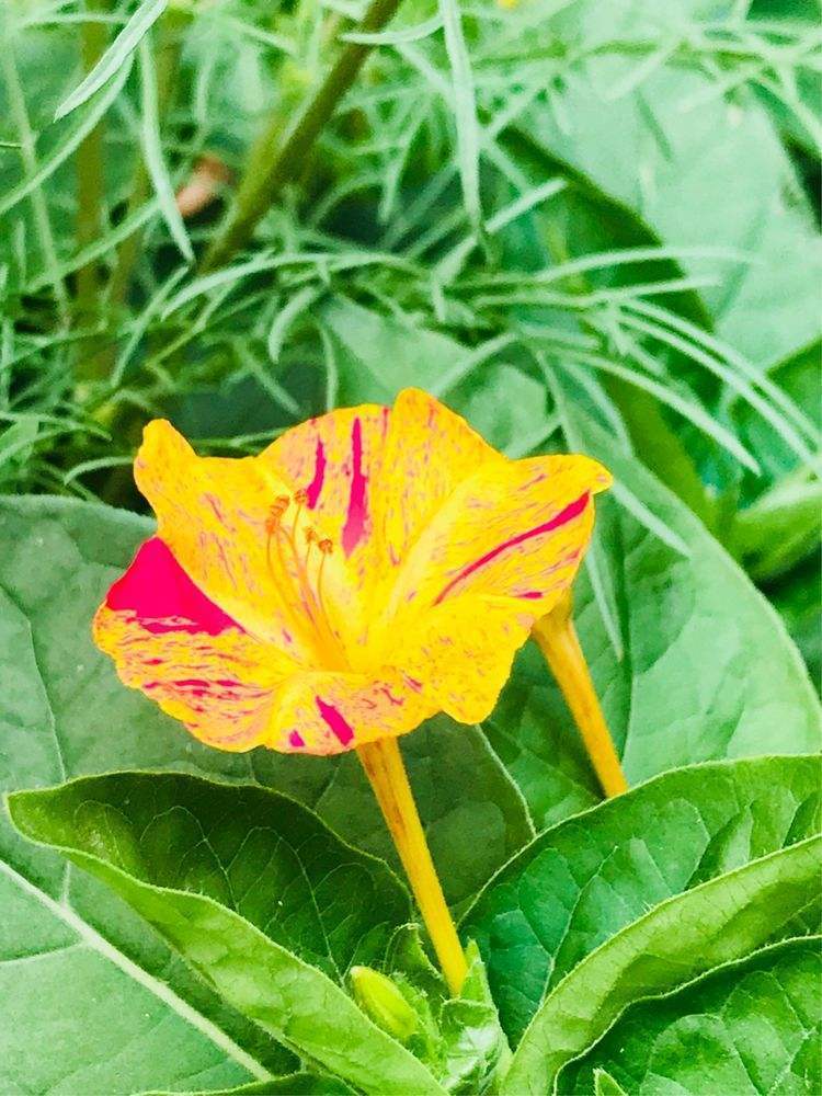 夜来香几月开花,夜来香几月开花几月结束