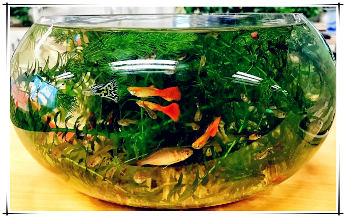 养小鱼不死的小窍门(养小鱼苗不死的小窍门) -骁龙网