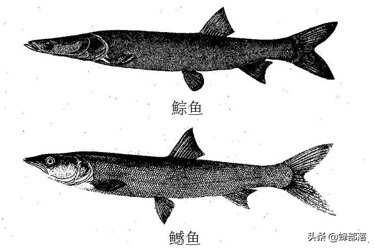 鳡魚多少錢一斤,鳡魚多少錢一斤2021
