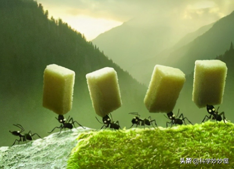 昆虫中的大力士——蚂蚁