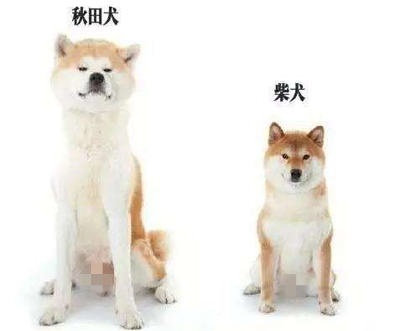 柴犬和秋田犬(秋田、柴犬，傻傻分不清楚，它们俩有何不同之处呢？)