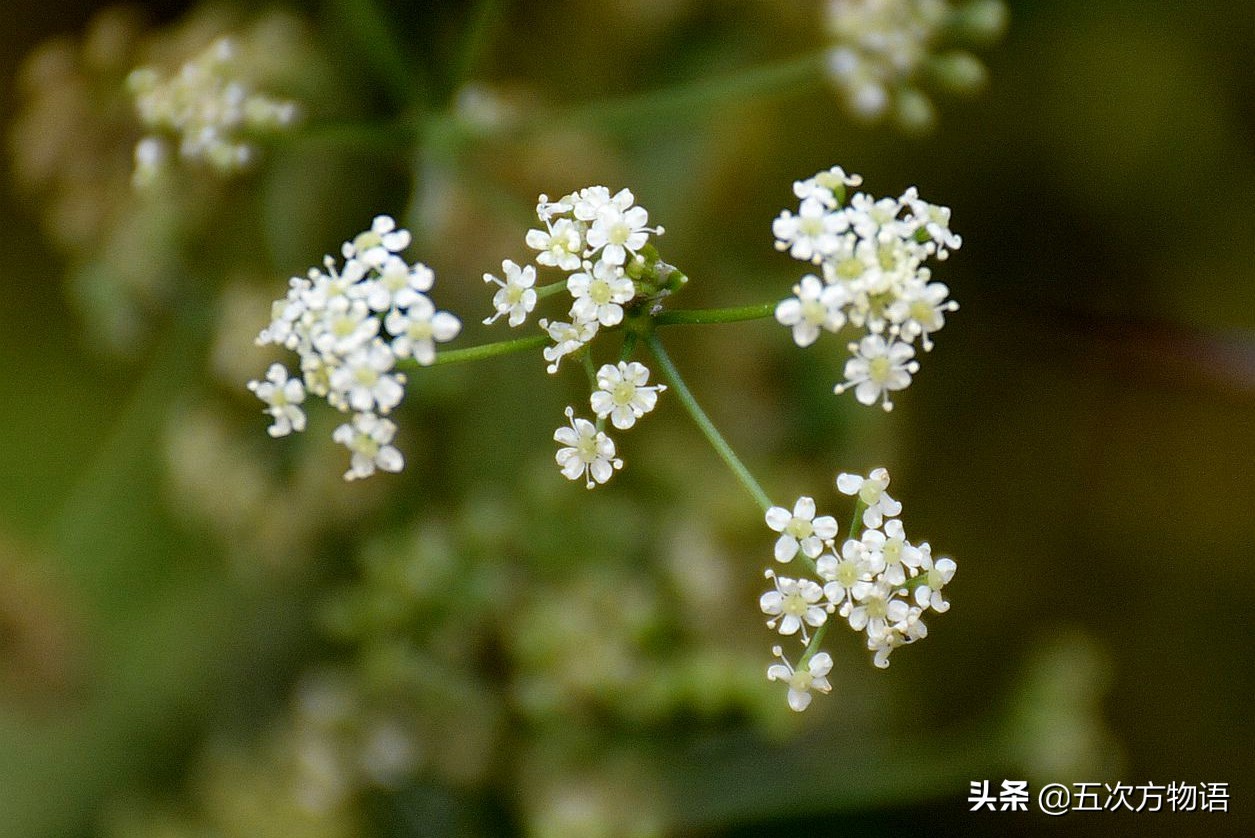 伞形科蔬菜大全，你最讨厌哪一种？