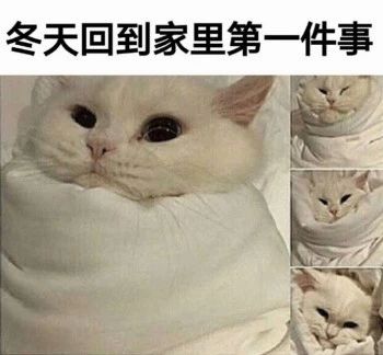 性感猫咪，在线陪聊