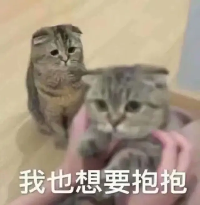 适合给男朋友发的猫猫表情包