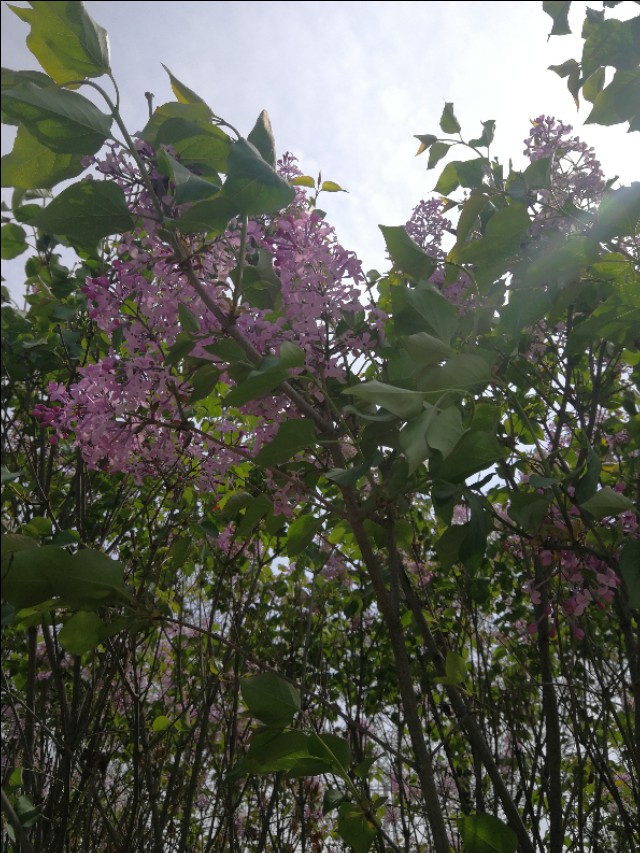 喧嚣的城市中，觅一方静土；忙碌的生活里，偷一刻清闲