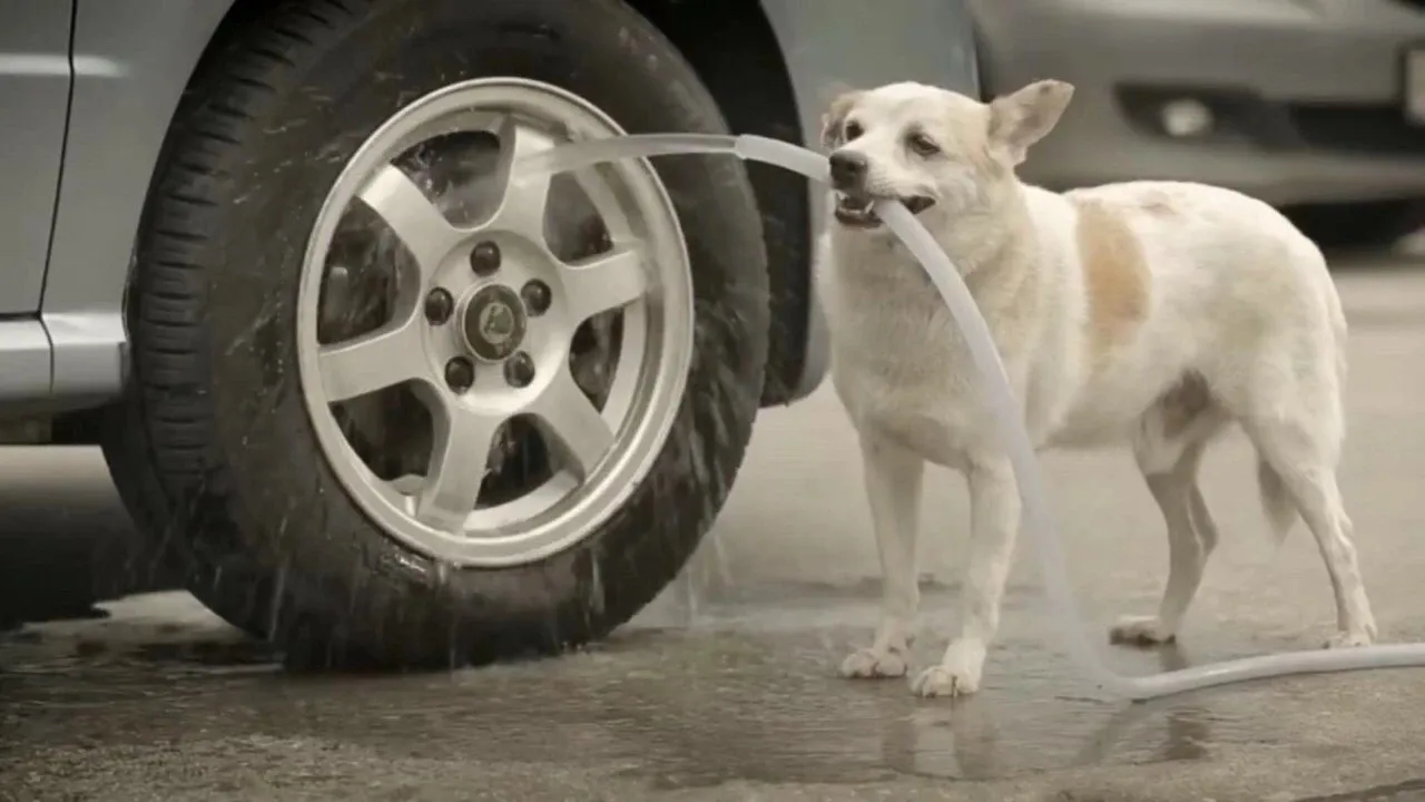 泰国暖心短篇电影：一只狗拉丝的爱情故事