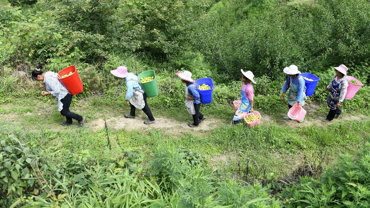 蜂糖李几十块一斤还供不应求，但即便如此，果农也别着急发展种植