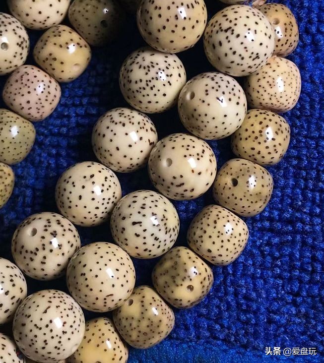 星月菩提是什么树的果实(他用白醋泡了一颗星月,打灯一看,玉化了……)