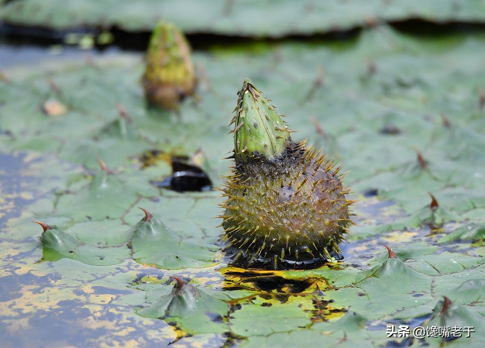 芡实图片(农村人叫) - 赤虎壹号